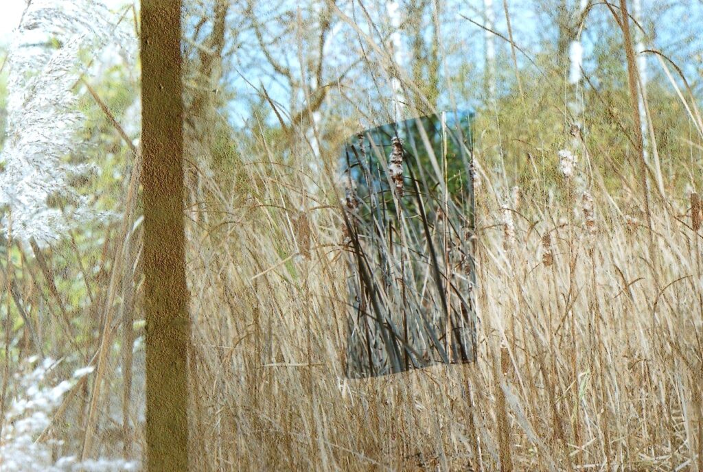 Photo d'un miroir au milieu des roseaux.