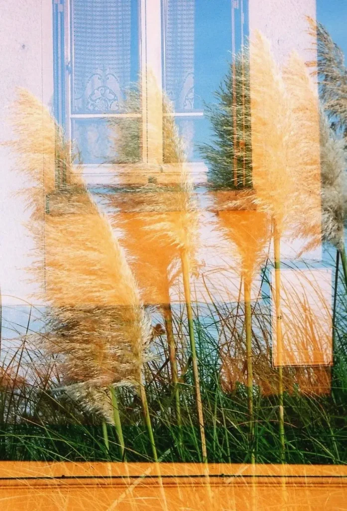 Photo en surimpression, on y voit des fenêtres, superposées à des roseaux/ Les couleurs sont orange et bleu. Christinemannazdenarie