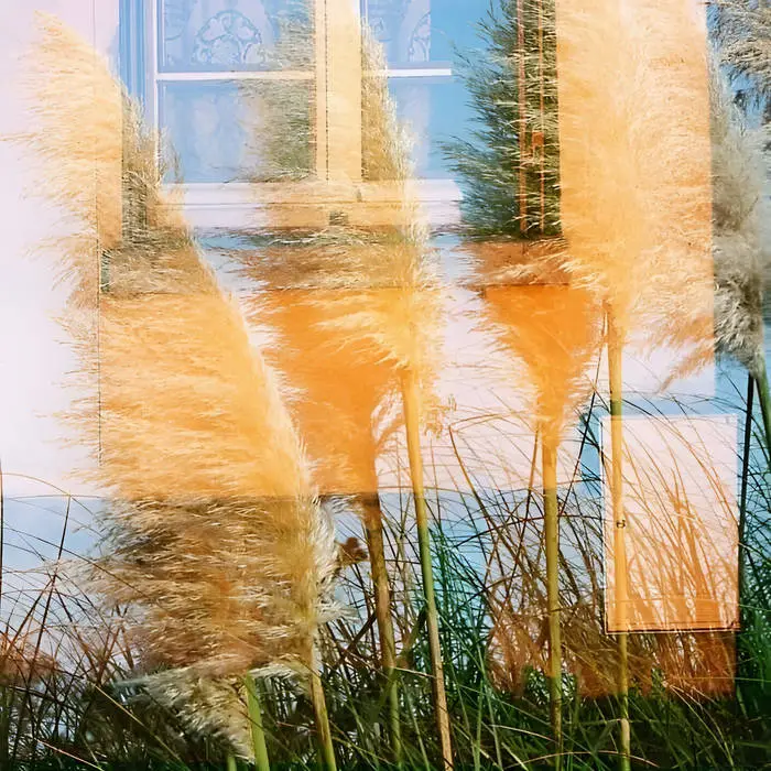 Photo en surimpression, on y voit des coquelicots superposés à des faisceaux lumineux oranges.
