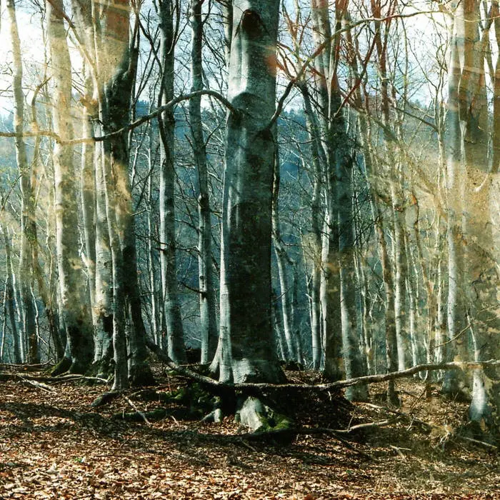 Photo d'un arbre illuminé par la lumière du soleil, en pleine forêt.