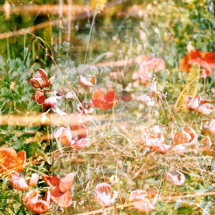Photo en surimpression, on y voit des coquelicots superposés à des faisceaux lumineux oranges.