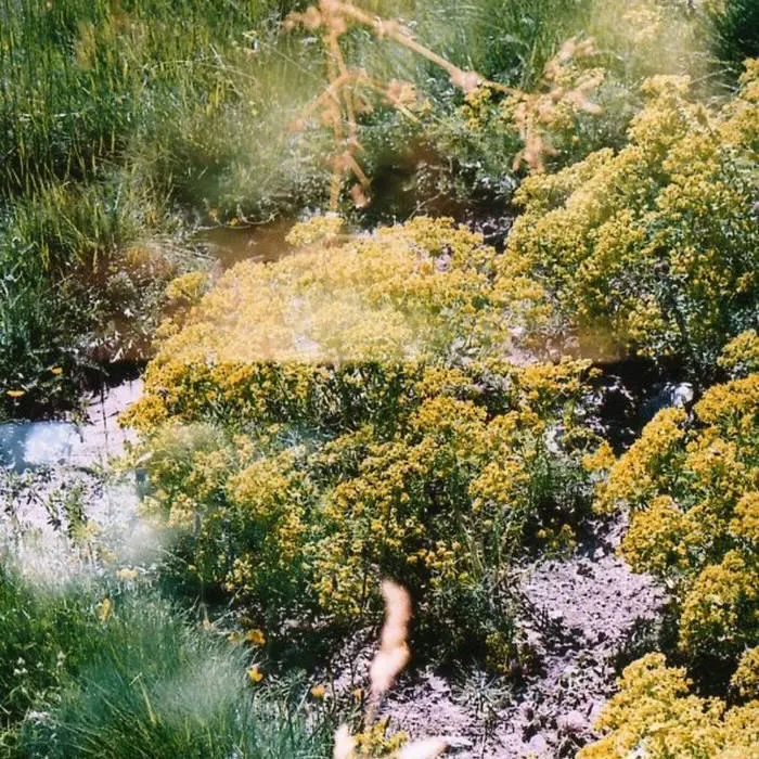 Photo d'un ruisseau en forêt en surimpression.