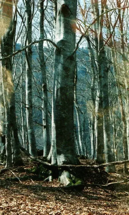 Photo d'un arbre illuminé par la lumière du soleil, en pleine forêt.