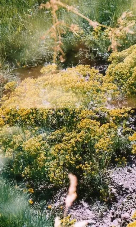 Photo d'un ruisseau en forêt en surimpression.